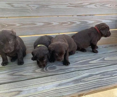 3 males and 4 females Chocolate Lab Puppies - 7