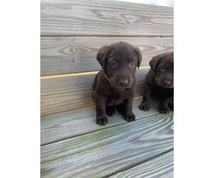 3 males and 4 females Chocolate Lab Puppies - 8