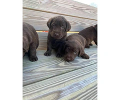 3 males and 4 females Chocolate Lab Puppies - 9