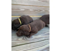 3 males and 4 females Chocolate Lab Puppies - 10