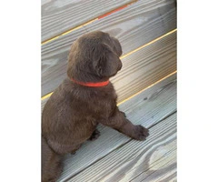 3 males and 4 females Chocolate Lab Puppies - 11