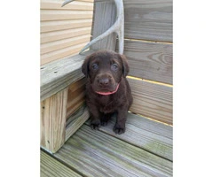3 males and 4 females Chocolate Lab Puppies - 12