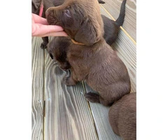 3 males and 4 females Chocolate Lab Puppies - 13