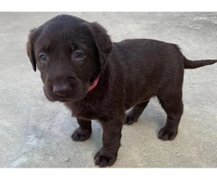 3 males and 4 females Chocolate Lab Puppies - 14
