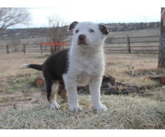 6 Border Collie Puppies for sale