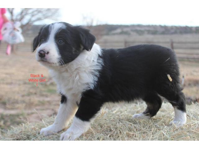 6 Border Collie Puppies for sale in Lubbock, Texas