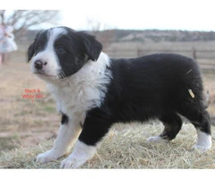 6 Border Collie Puppies for sale - 2