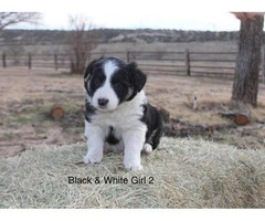 6 Border Collie Puppies for sale - 3
