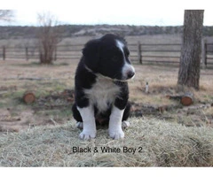 6 Border Collie Puppies for sale - 4