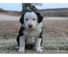 6 Border Collie Puppies for sale - 5
