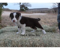 6 Border Collie Puppies for sale - 6