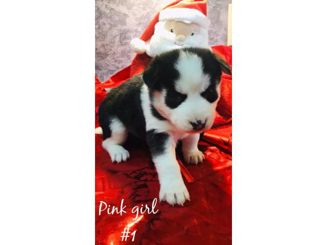 33 Top Photos Family Bred Puppies Facebook - Brenglora Bulldogs-English Bulldog Puppies For Sale.