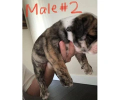 Six male English Bulldogs for Sale - 4