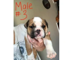 Six male English Bulldogs for Sale - 5