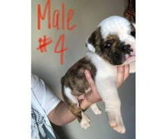 Six male English Bulldogs for Sale - 8