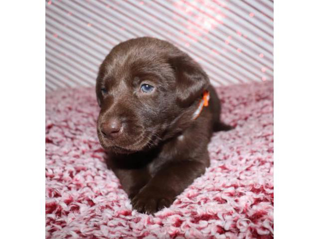 Champion Bloodlines Chocolate Lab Puppies In Columbus Georgia Puppies For Sale Near Me