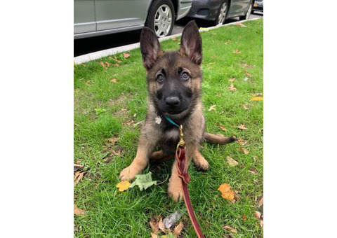 14 Weeks old Male German Shepard puppy for rehomin
