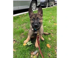 14 Weeks old Male German Shepard puppy for rehomin
