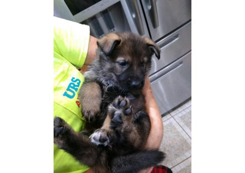 heathly germany shepherd puppies in Wickliffe KY