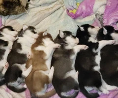 6 absolutely beautiful Siberian husky puppies - 1