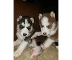 6 absolutely beautiful Siberian husky puppies - 8