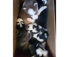 6 absolutely beautiful Siberian husky puppies - 9
