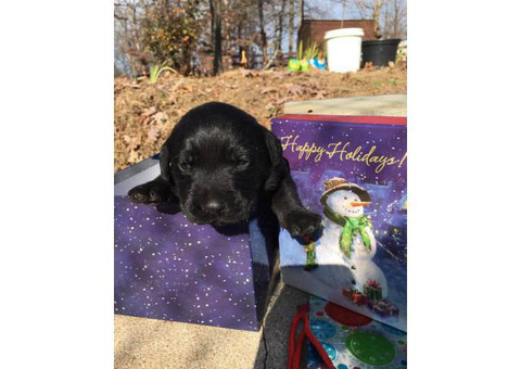 4 gorgeous lab puppies looking for their new homes