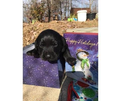 4 gorgeous lab puppies looking for their new homes