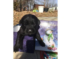 4 gorgeous lab puppies looking for their new homes - 2