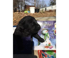 4 gorgeous lab puppies looking for their new homes - 3