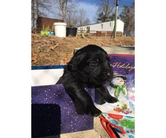 4 gorgeous lab puppies looking for their new homes - 4