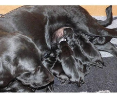 4 gorgeous lab puppies looking for their new homes - 5