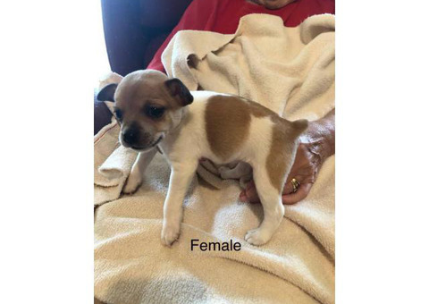 CKC registered Rat Terrier 1 male 1 female