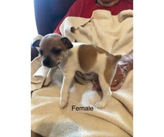 CKC registered Rat Terrier 1 male 1 female