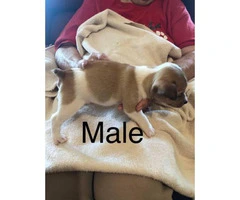 CKC registered Rat Terrier 1 male 1 female - 2