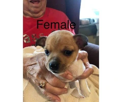 CKC registered Rat Terrier 1 male 1 female - 3