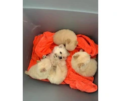 Pomchi Puppies Available Now - 2