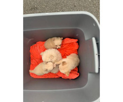 Pomchi Puppies Available Now