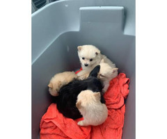 Pomchi Puppies Available Now