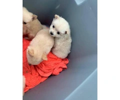 Pomchi Puppies Available Now - 10