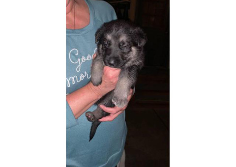 5 Purebred German shepherds for rehoming