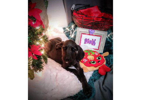 Great Danoodle puppies looking for a loving home