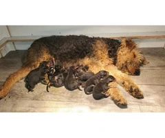 Litter of 11 Airedale puppies