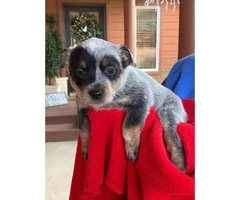 Blue heeler purebred puppies for sale - 2