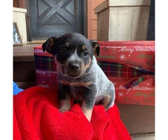 Blue heeler purebred puppies for sale - 3