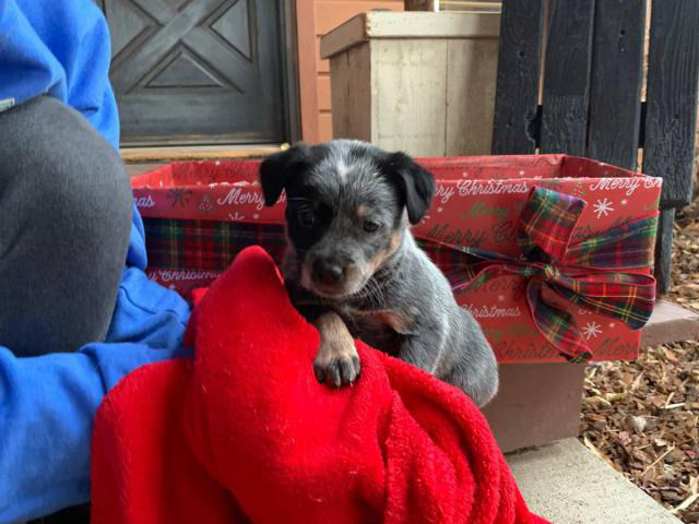 Blue heeler purebred puppies for sale in Twin Falls, Idaho - Puppies