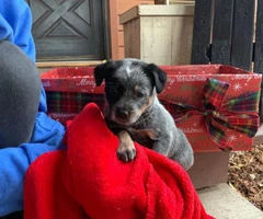 Blue heeler purebred puppies for sale - 4