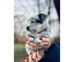 Blue heeler purebred puppies for sale - 5