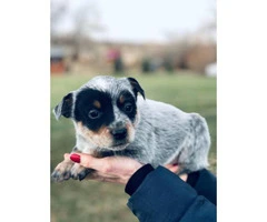 Blue heeler purebred puppies for sale - 6
