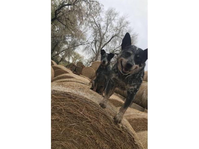 Blue heeler purebred puppies for sale in Twin Falls, Idaho - Puppies